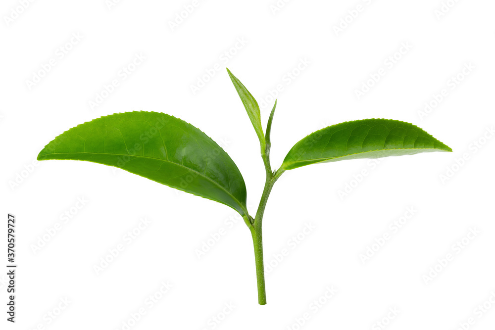 Fototapeta premium Green tea leaf isolated on white background