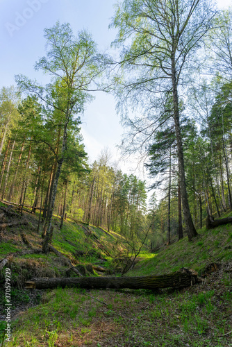 Fallen tree in a ravine in a spring forest  