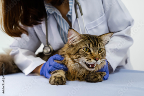 Young women veterinarian examining cat on table in veterinary clinic © Near