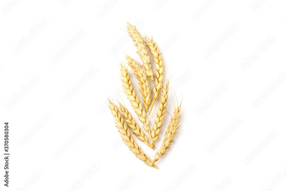 Spikelets of golden wheat, isolated on white background Spikelets of golden wheat, isolated on white background