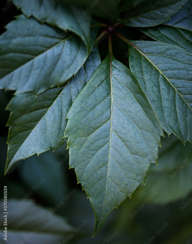Amazing Looking leaves with beautiful pattern on it. its seems like the morning fresh leaves with sunbeam falling on it. Amazing Looking leaves with beautiful pattern on it. its seems like the morning fresh leaves with sunbeam falling on it.