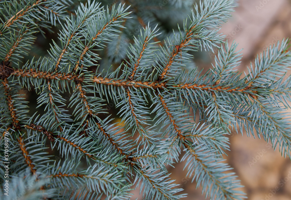 Fir branches blue spruce. Close up.