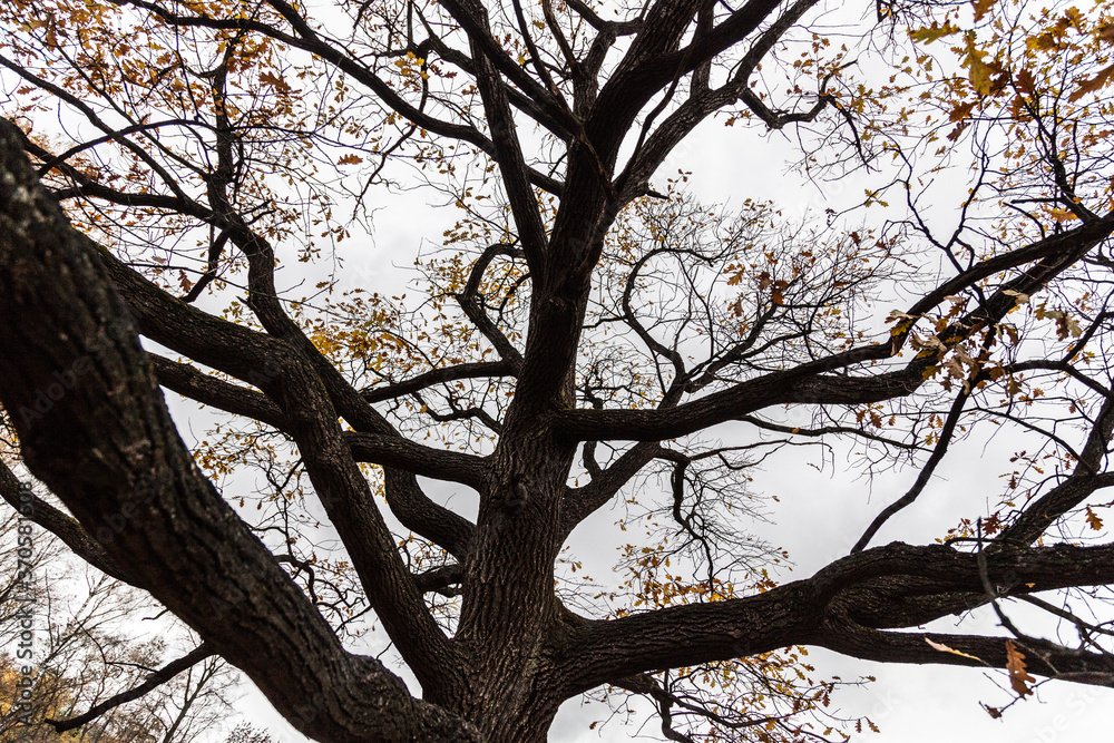 autumn oak tree without leaves