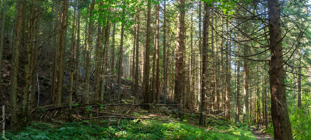 Panorama of a forest path with a river Panorama of a forest path with a river