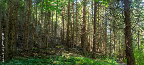 Panorama of a forest path with a river © Svetoslav Radkov