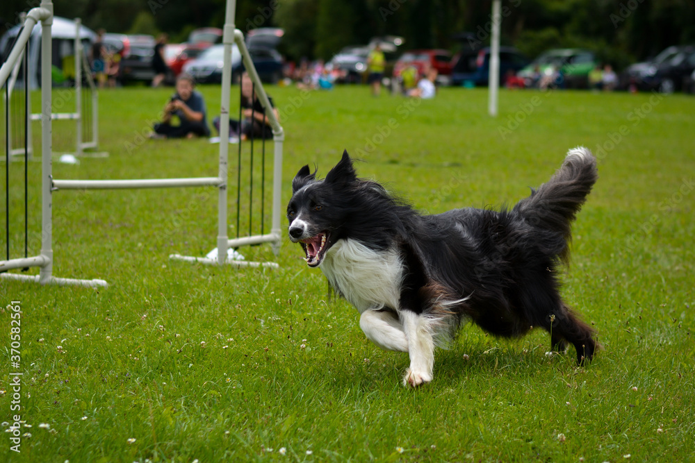 focused border collie dog fast running agility, turning