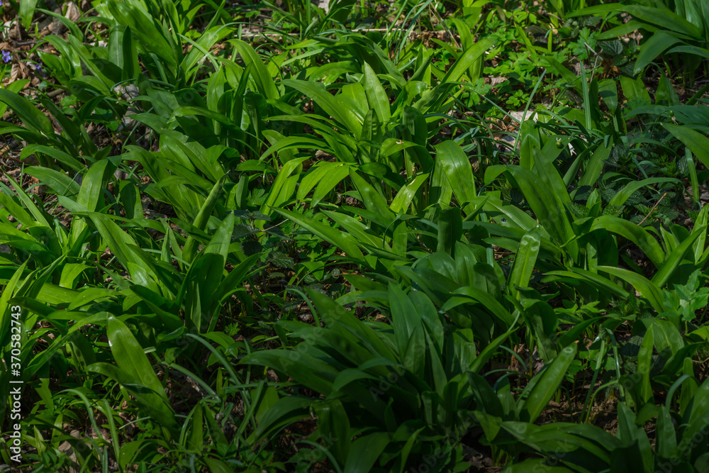 juicy green wild garlic on the forest floor juicy green wild garlic on the forest floor