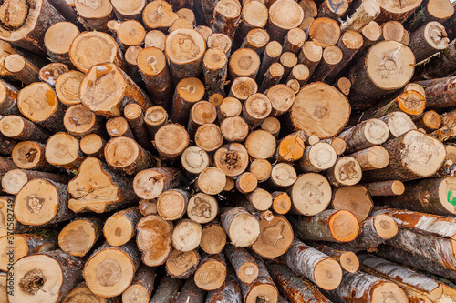 Pile of pine logs texture background