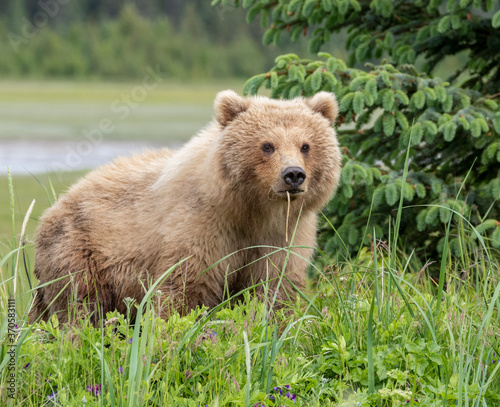Female brown bear with a week in her mouth