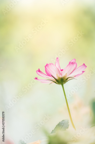 Fototapeta Naklejka Na Ścianę i Meble -  Nature of flower in garden using as cover page background natural flora wallpaper or template brochure landing page design