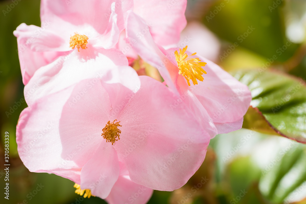 Pink garden begonia with green background and yellow anther Pink garden begonia with green background and yellow anther