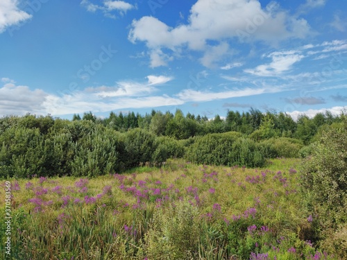 sunny landscape with green trees and purple flowers against a blue cloudy sky