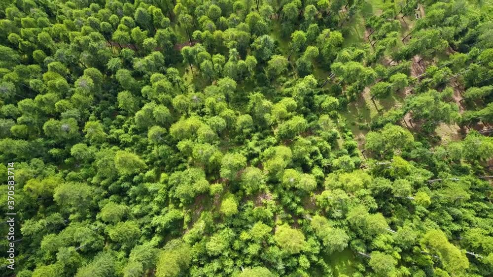 A beautiful aerial looking down shot of a forest transiting into a commercialized mountain town of Manali, Himachal Pradesh A beautiful aerial looking down shot of a forest transiting into a commercialized mountain town of Manali, Himachal Pradesh