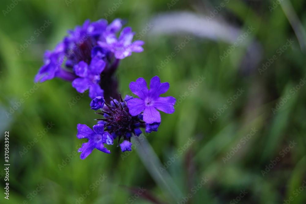 purple flower with pimples