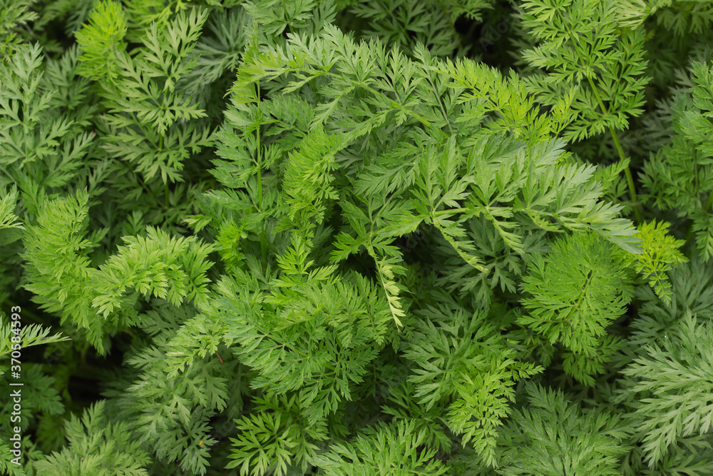 tops carrots texture. natural background from green leaf of the carrot texture