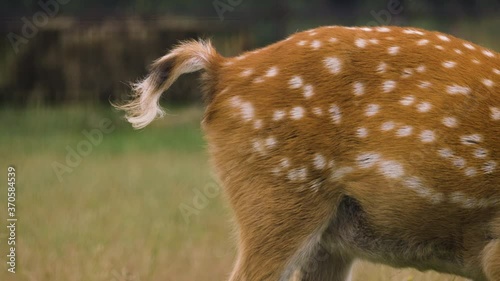 Close-up of a fallow deer pooping