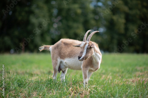 A village goat grazes in the grass in a meadow. Photographed in close-up.