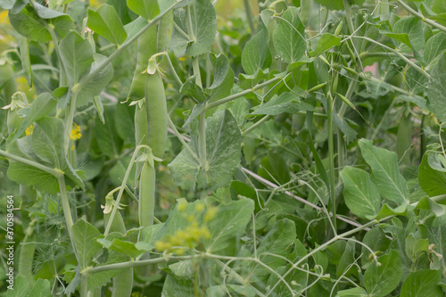 Green peas in the garden on a summer day