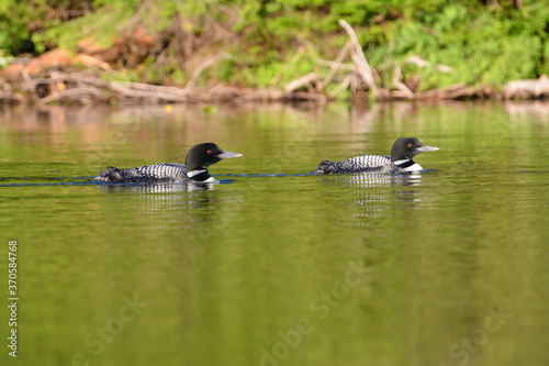 Loons swimming together