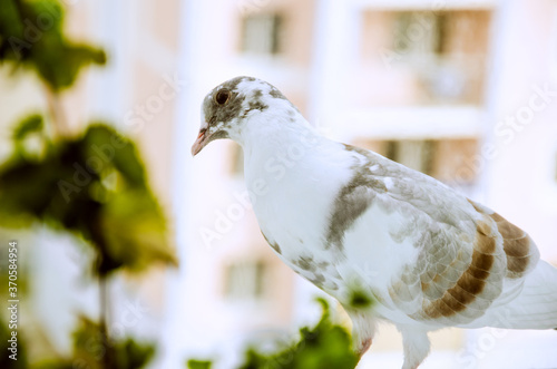 pigeon bird sits on the window. a white pigeon with a brown color. photo