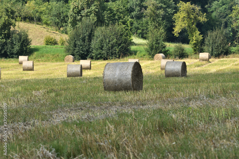 Stacks of dry grass on an agricultural field after harvest