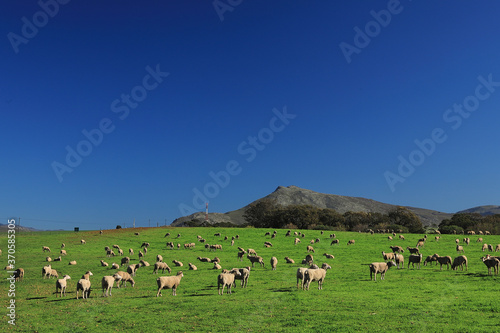 A flock of sheep grazing on a green field © Kobus