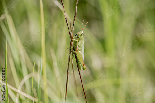 grasshopper on grass © KristinSayad