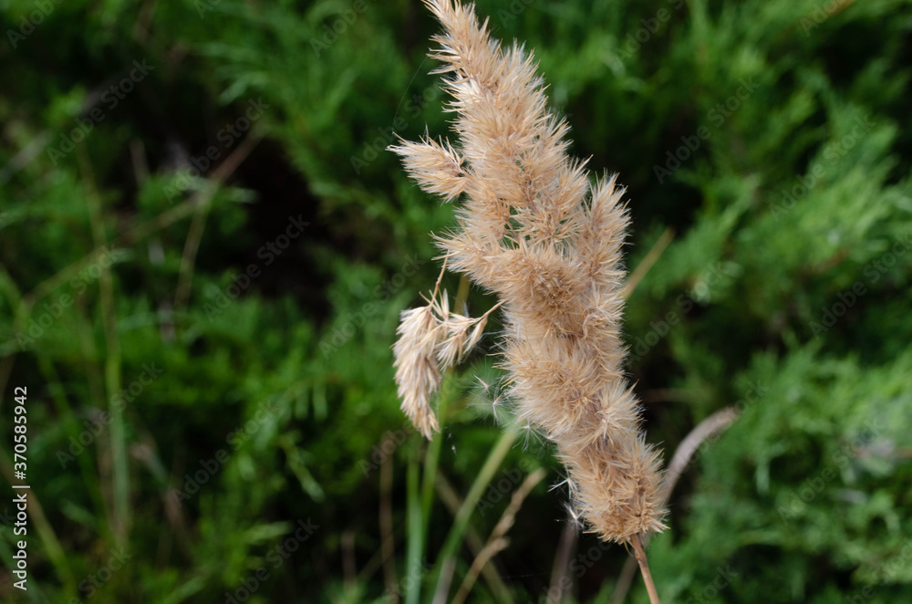 Obraz premium reed in the wind