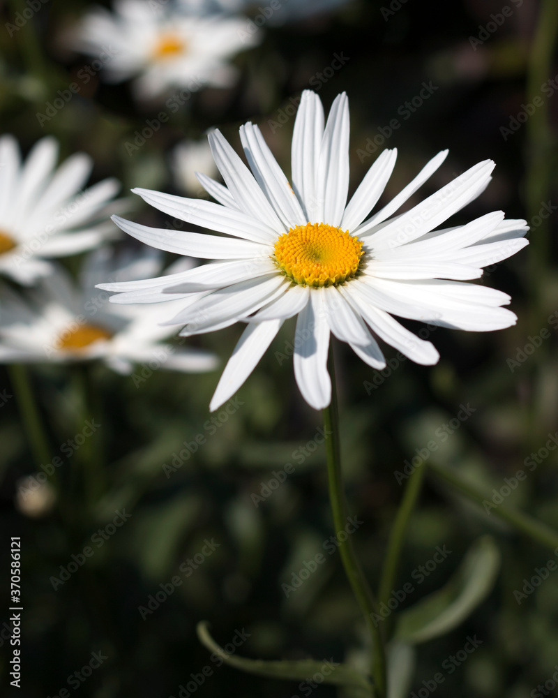 Fototapeta premium Camomile flower blooming close - up view
