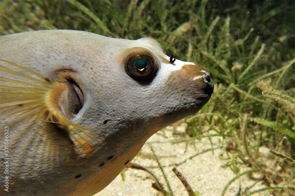 Obraz premium Puffer fish