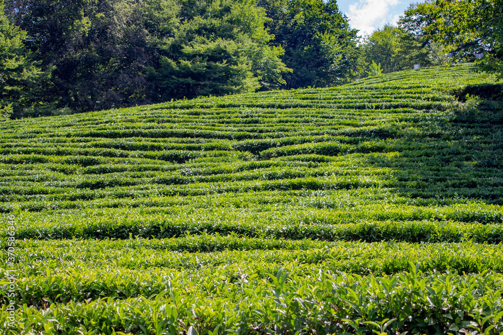 Tea plantation. Beautiful green Sunny landscape. Tea bushes are planted in rows on the slope forming a step system. Blue sky, lush trees around.