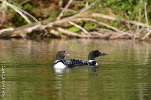 Two Loons Swimming on Green Lake with woods