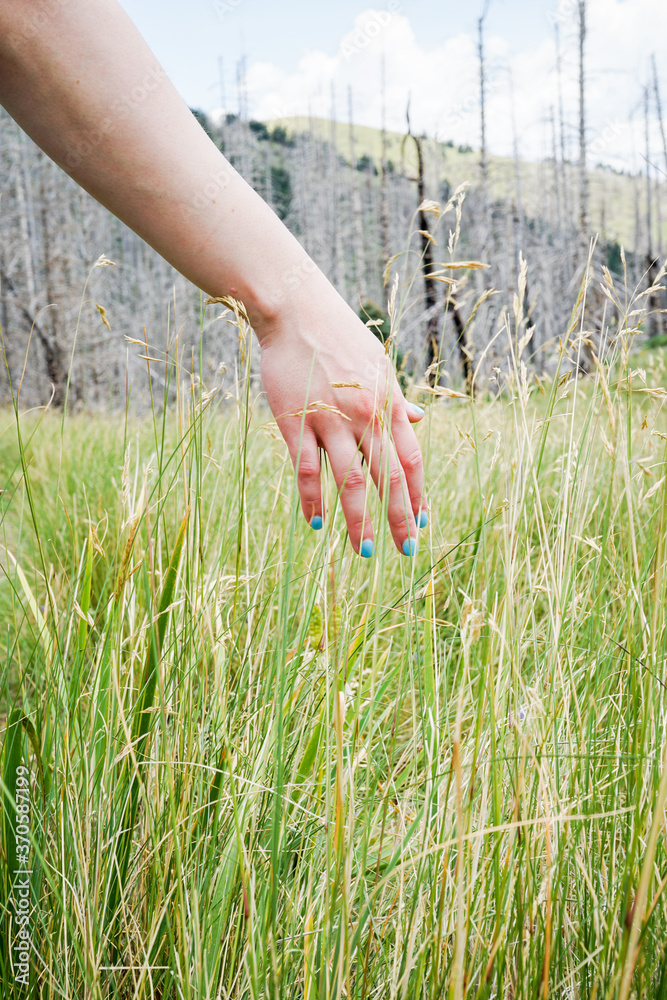 Female hand running through tall grass Female hand running through tall grass