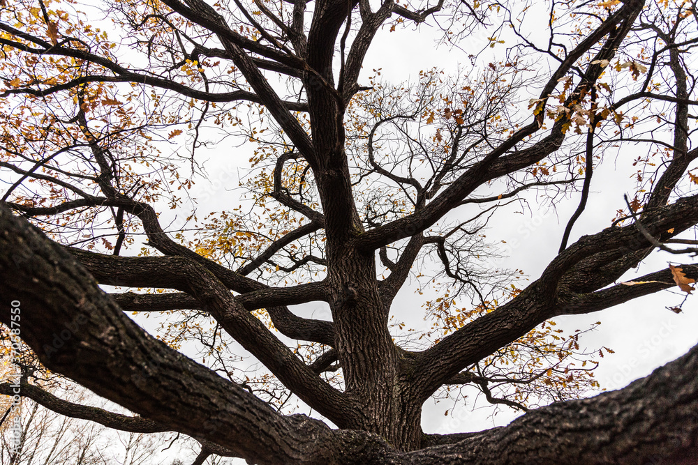 Fototapeta premium autumn oak tree without leaves