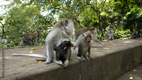 Monkeys waiting for food from tourists on a stone © Nicolas Gregor