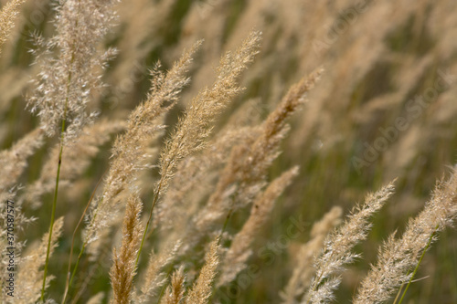 Reeds (Phragmites australis) for the background. Ground reed (Calamagrostis epigejos). Kazakhstan.