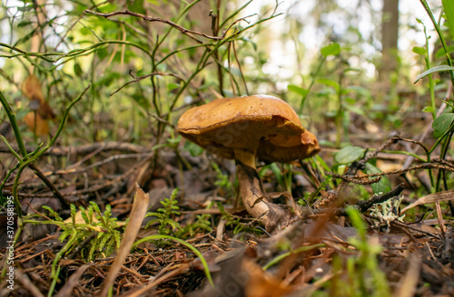 Wild edible mushrooms in a natural forest setting. © Ilia Petukhov