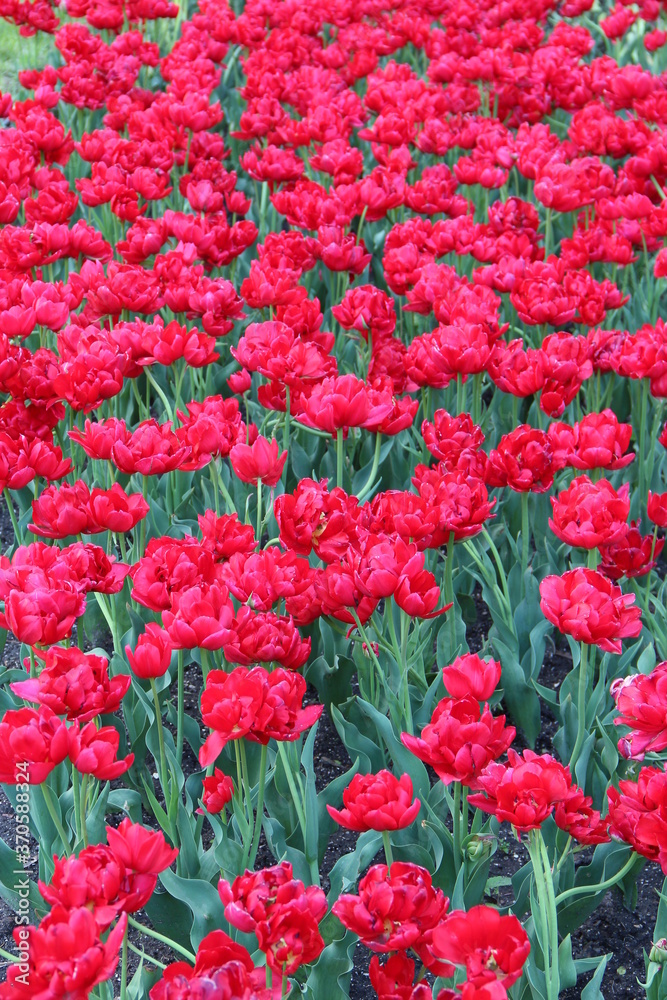 Red tulips on flower bed in garden. Spring garden