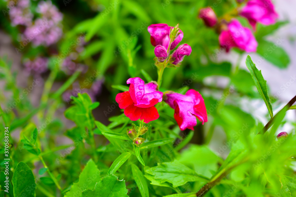 Red Snapdragon flowers and green bushes in the garden.