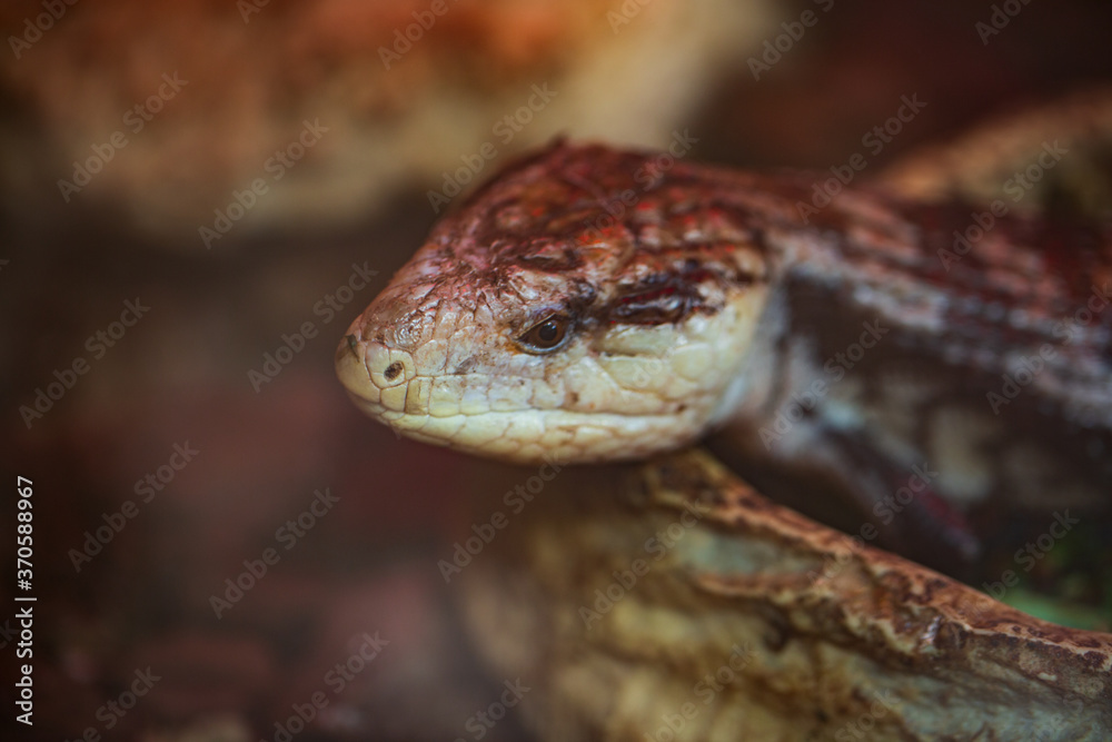 macro of snake in the glass cupboard. shallow focus macro of snake in the glass cupboard. shallow focus
