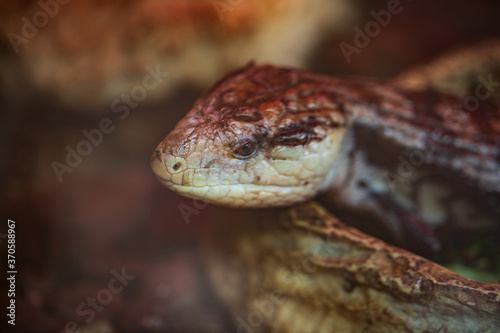 macro of snake in the glass cupboard. shallow focus 