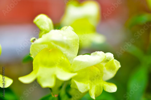 Yellow Snapdragon flowers and green bushes in the garden.