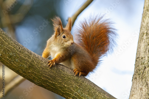 Curious red squirrel, sciurus vulgaris, sitting on tree in autumn nature. Small fluffy animal observing on branch from close up. Interested mammal with fluffy tail looking on twig.
