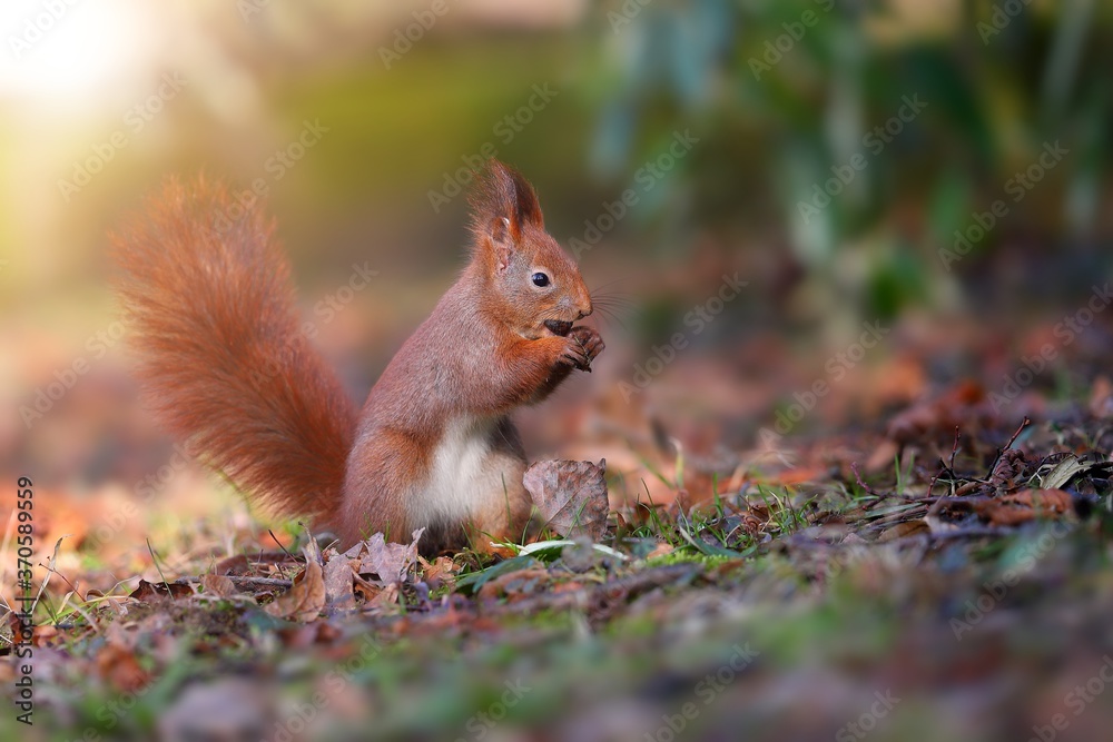 Little red squirrel, sciurus vulgaris, biting in forest in sun light. Small red fluffy animal eating in leafs with blurred background. Wild mammal sitting in nature. Little red squirrel, sciurus vulgaris, biting in forest in sun light. Small red fluffy animal eating in leafs with blurred background. Wild mammal sitting in nature.