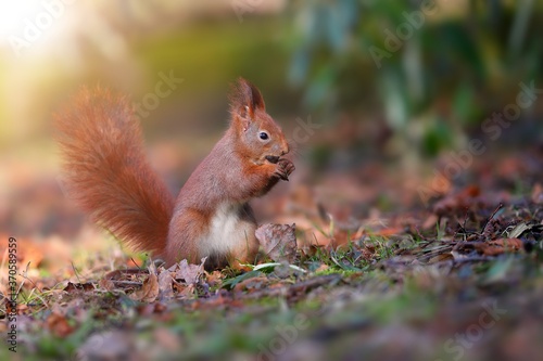Little red squirrel, sciurus vulgaris, biting in forest in sun light. Small red fluffy animal eating in leafs with blurred background. Wild mammal sitting in nature.
