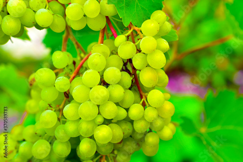 Small clusters of green grapes on the branches of a grape tree