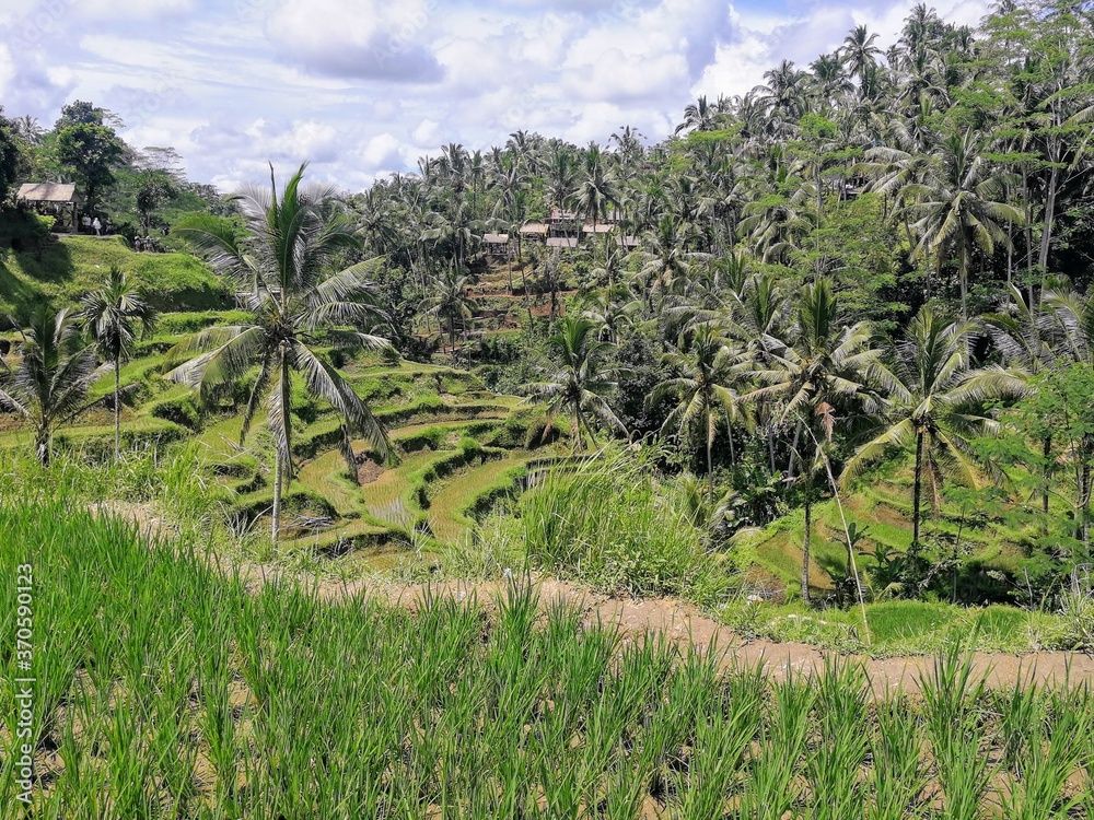 Rice terrasse in Bali