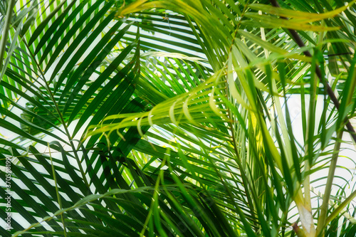 Fototapeta Naklejka Na Ścianę i Meble -  Belmore sentry palm bush