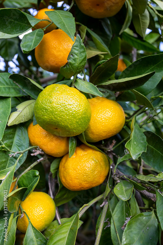 Fresh organic tangerine tree
