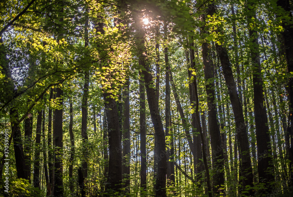 sun rays in forest sun rays in forest